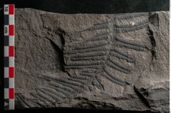 Foto (Detailansicht) von Cyatheites schlotheimii St. (NHMW-GEO-2024-0188-10857)